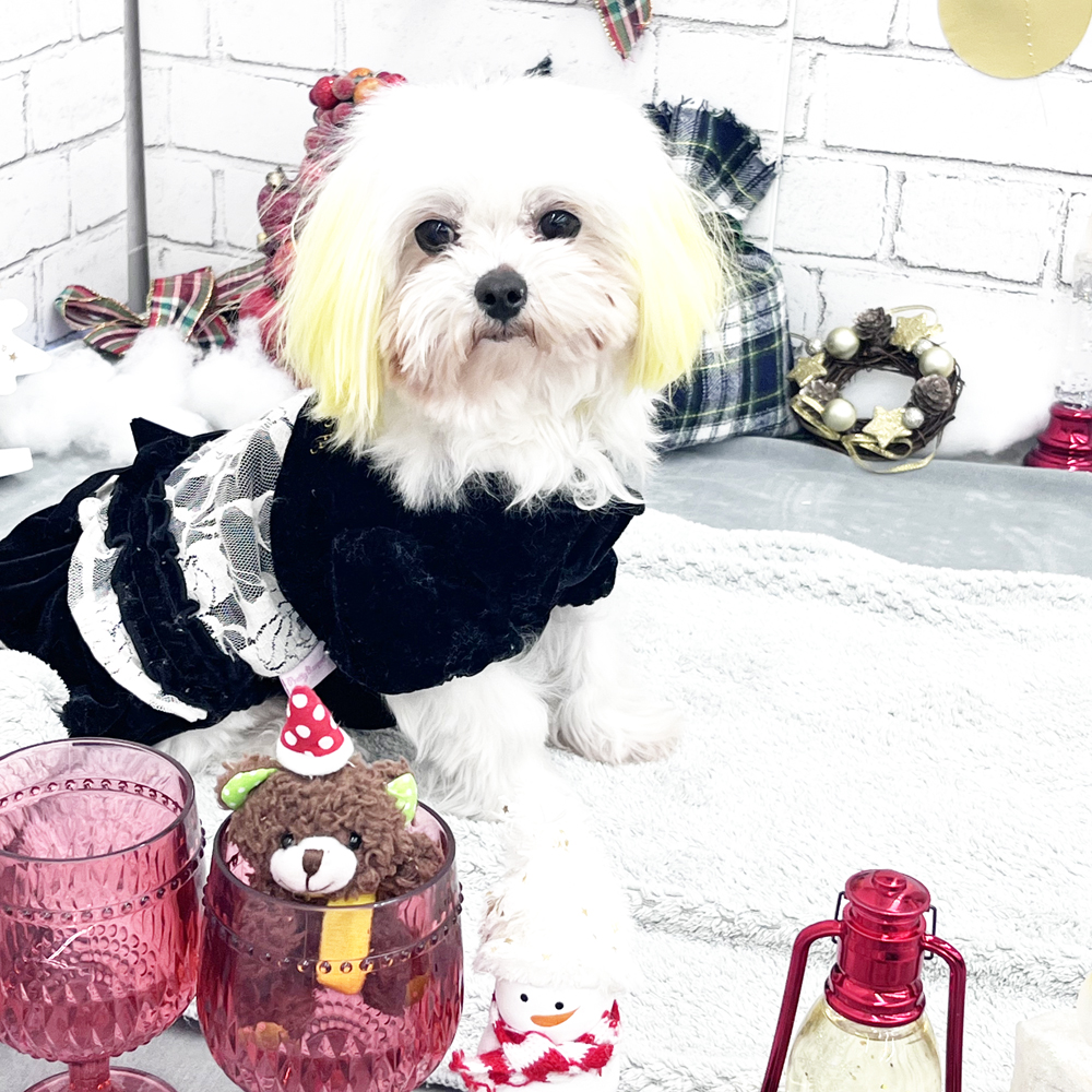 生徒とモデル犬の写真撮影会③